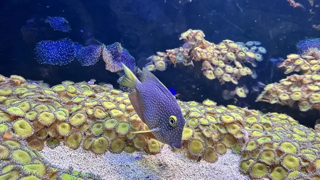 Aqua Vega Akvaryum (Nata Vega Outlet)